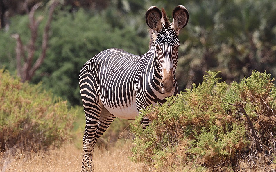 Grevy Zebra im Samburu