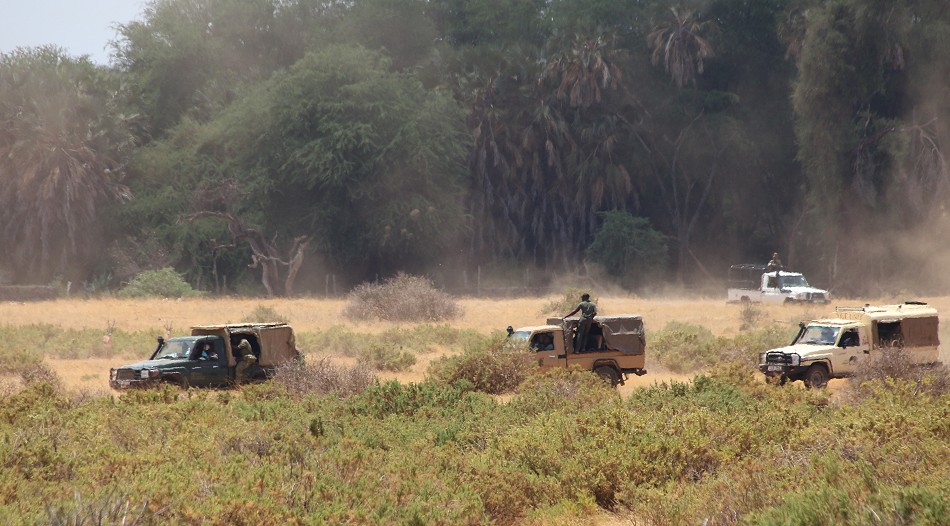 Grevy Zebra Hengst bekommt ein Halsband mit Sender