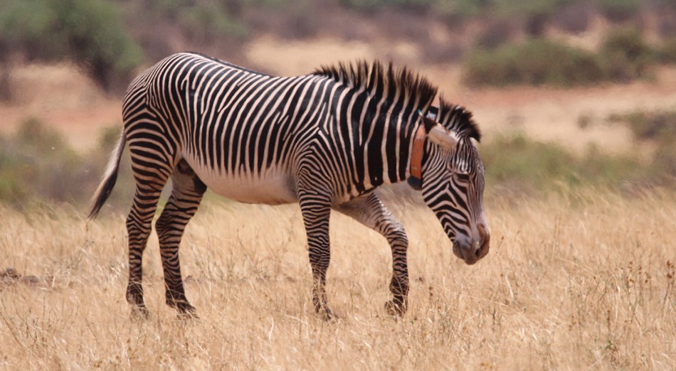 Grevy Zebra Hengst bekommt ein Halsband mit Sender