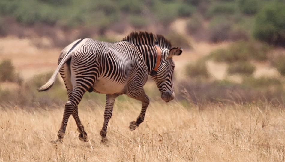 Grevy Zebra Hengst bekommt ein Halsband mit Sender