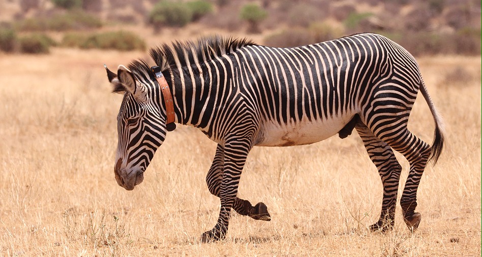 Grevy Zebra Hengst bekommt ein Halsband mit Sender