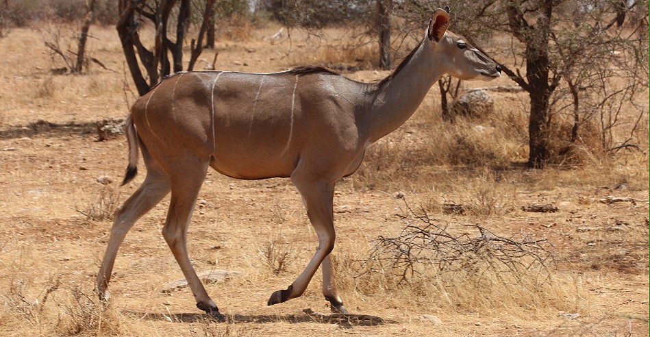 Grosser Kudu im Samburu Reservat