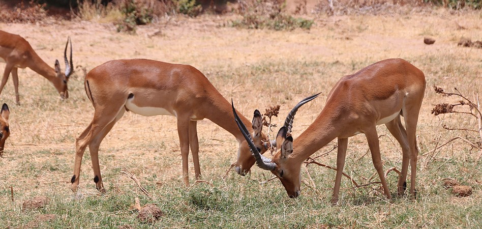 Impala Antilope im Samburu Reservat