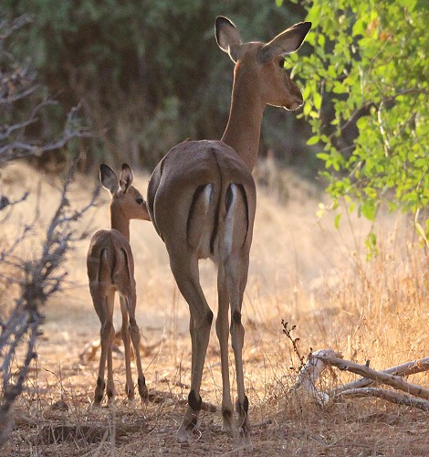 Impala Antilopen im Samburu