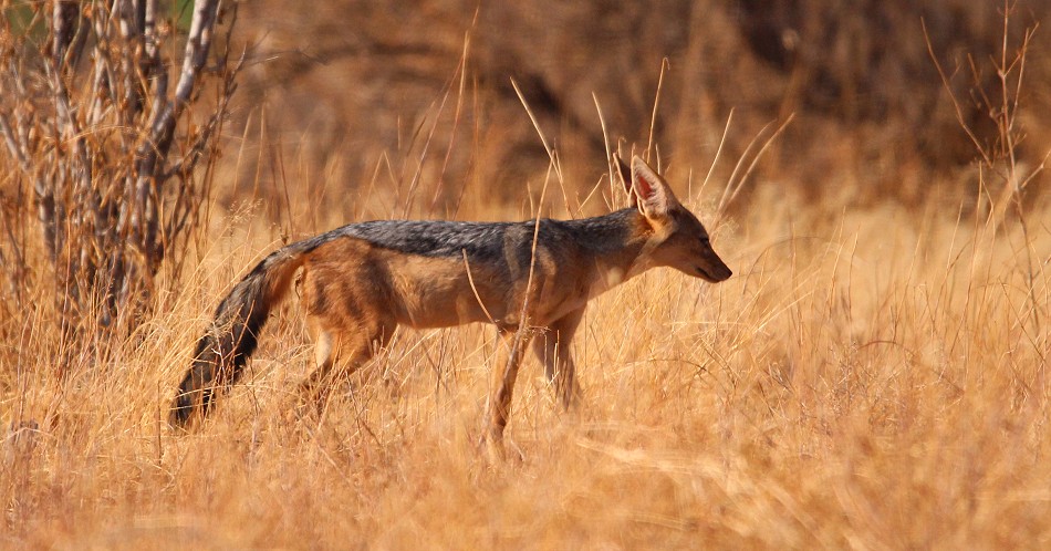 Schabrackenschakal im Samburu