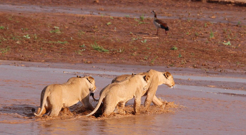 Löwen Rudel überquert den Ewaso Ngiro River im Samburu