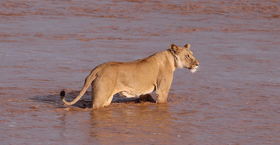 Löwen Rudel überquert den Ewaso Ngiro River im Samburu