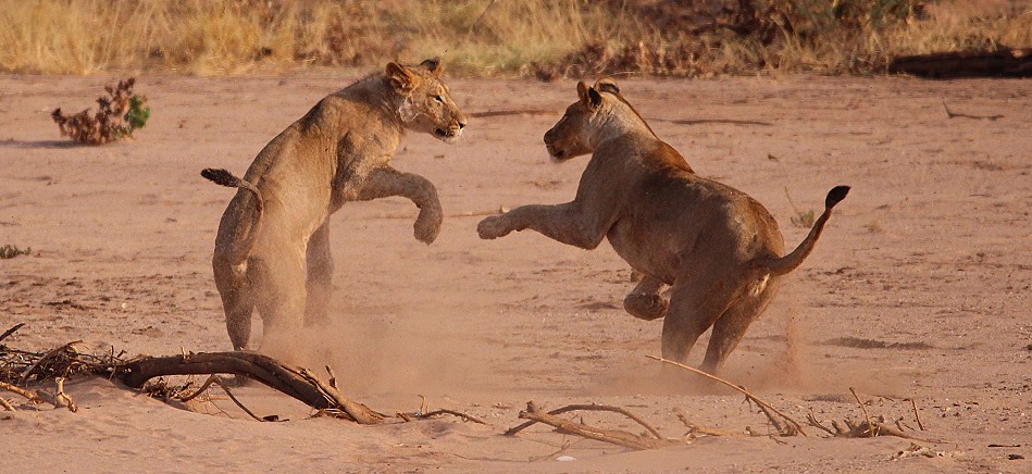 Löwen Rudel überquert den Ewaso Ngiro River im Samburu