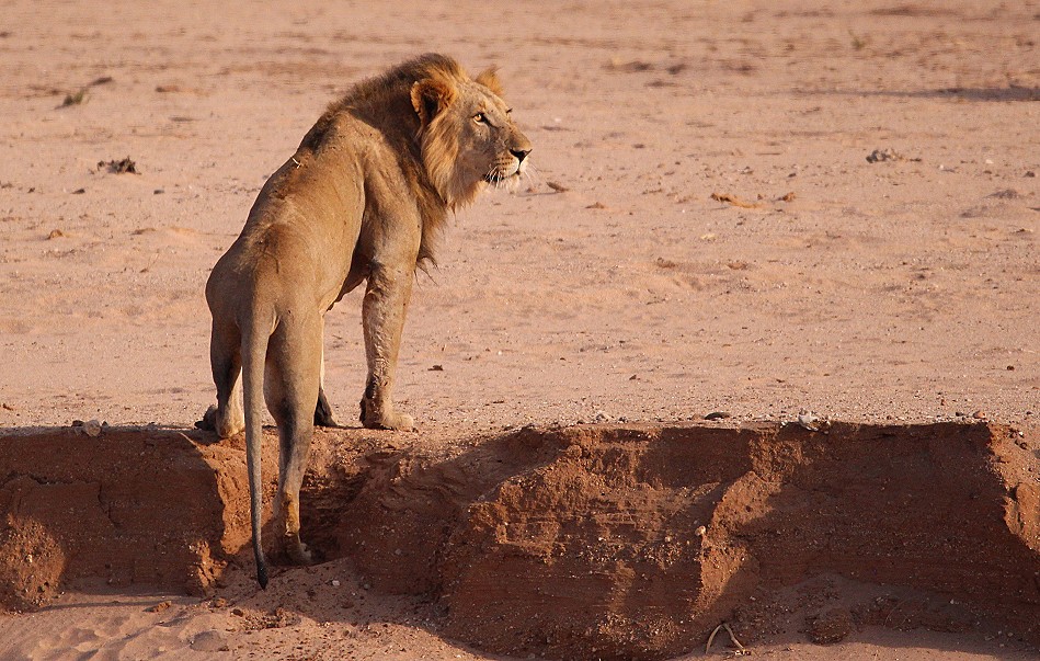 Löwen Rudel überquert den Ewaso Ngiro River im Samburu
