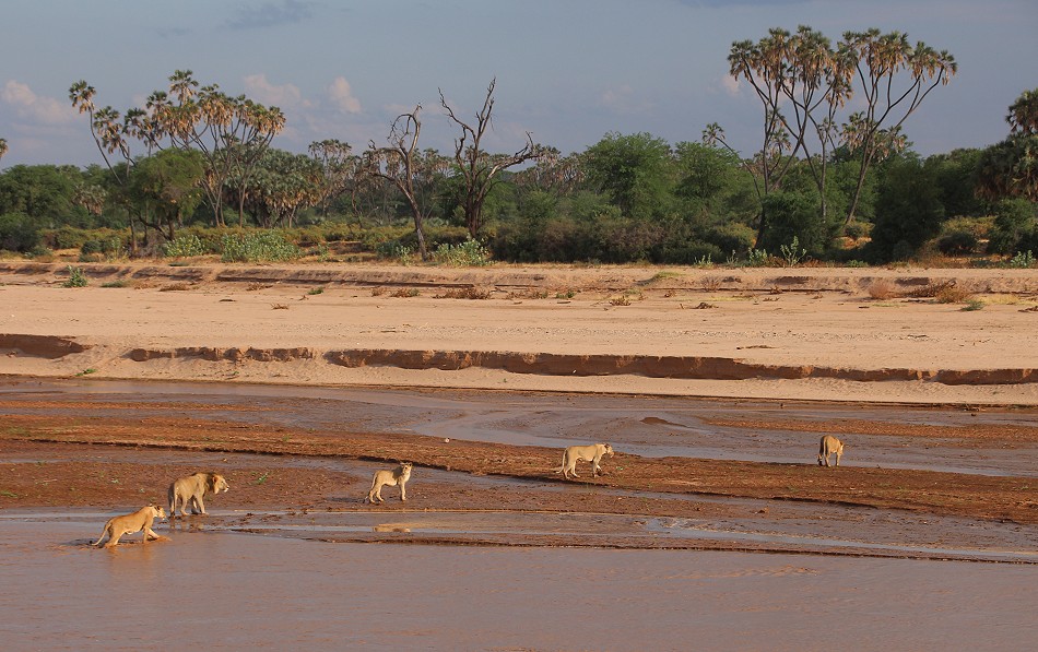 Löwen Rudel überquert den Ewaso Ngiro River im Samburu