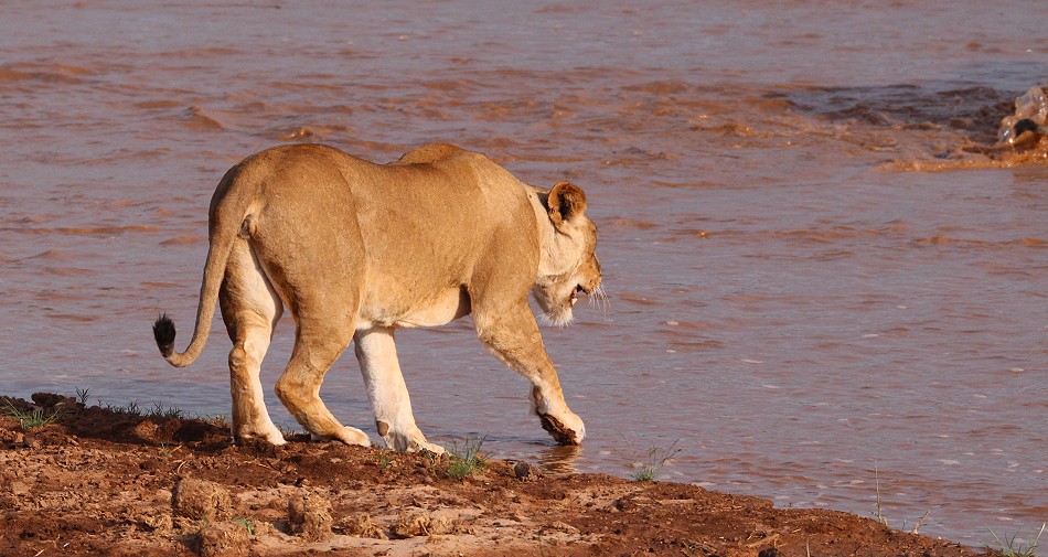 Löwen Rudel überquert den Ewaso Ngiro River im Samburu