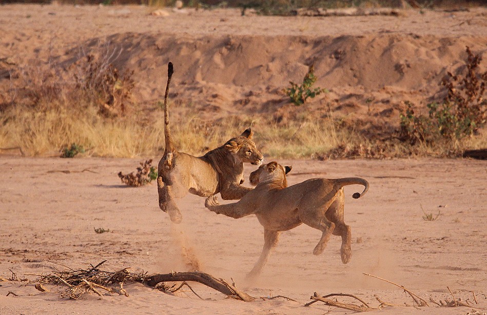 Löwen Rudel überquert den Ewaso Ngiro River im Samburu