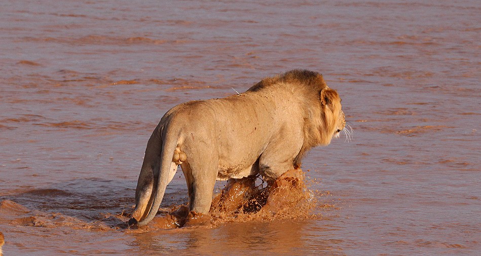 Löwen Rudel überquert den Ewaso Ngiro River im Samburu