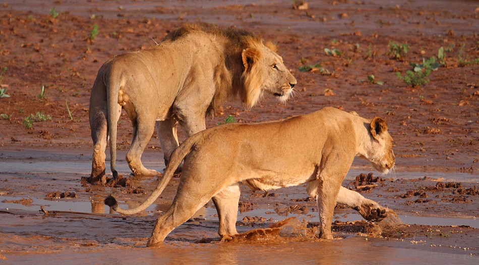 Löwen Rudel überquert den Ewaso Ngiro River im Samburu