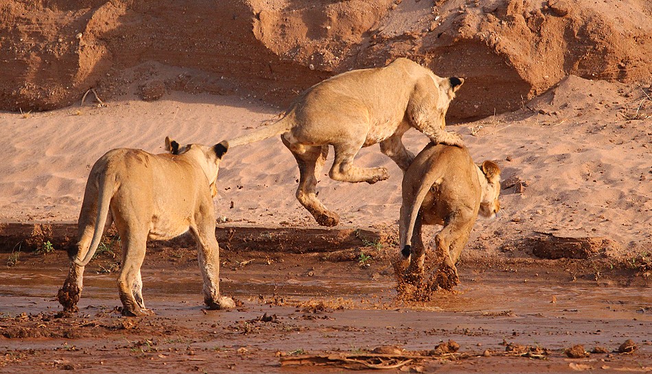 Löwen Rudel überquert den Ewaso Ngiro River im Samburu