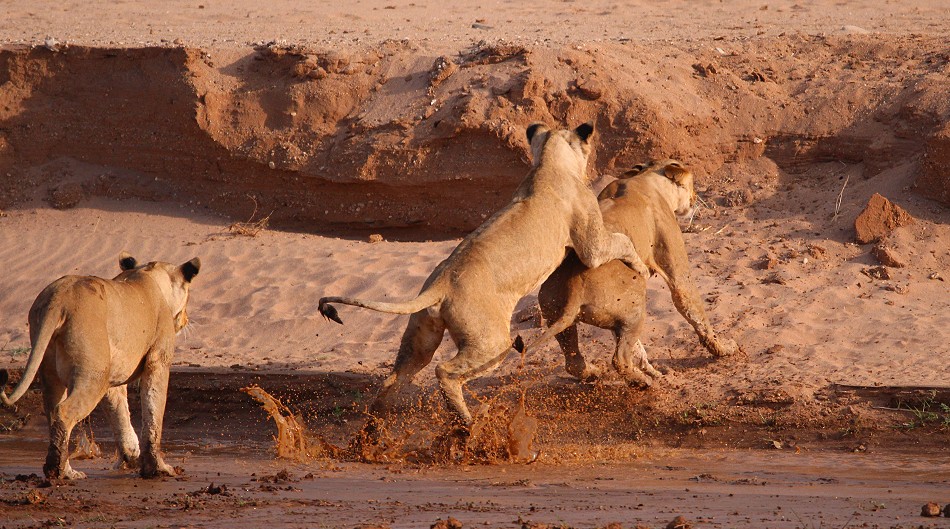 Löwen Rudel überquert den Ewaso Ngiro River im Samburu