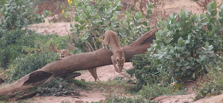 Löwin im Samburu