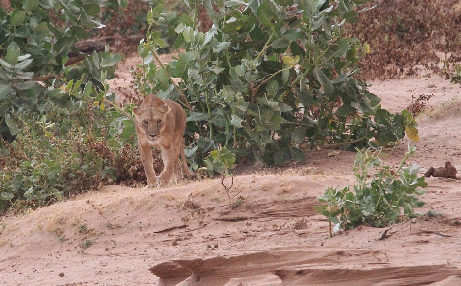 Löwin im Samburu