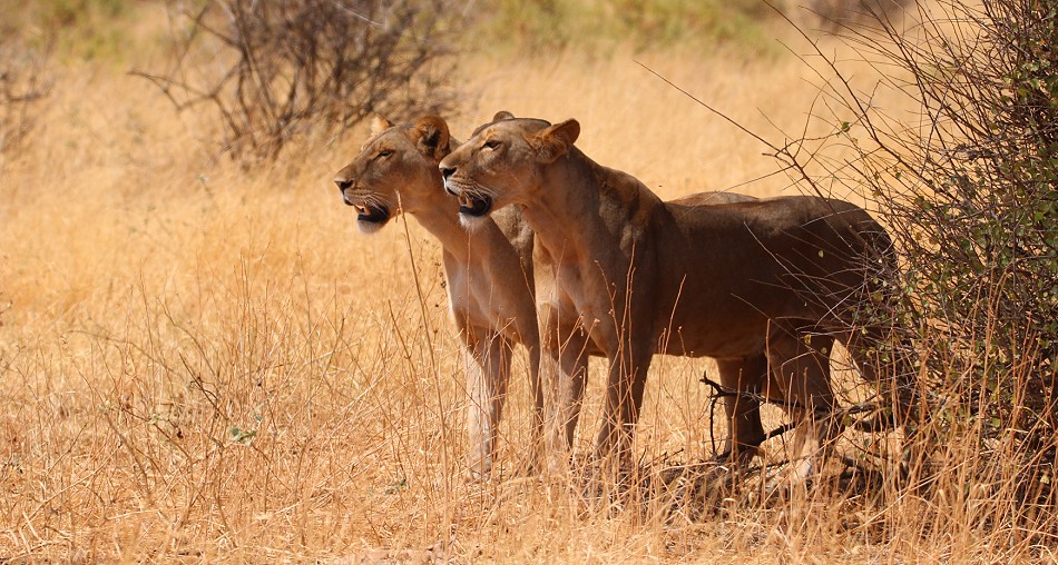 Löwen jagen Giraffen - Samburu