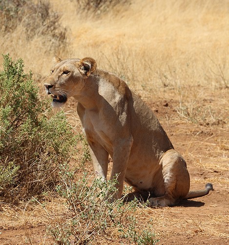 Löwen jagen Giraffen - Samburu