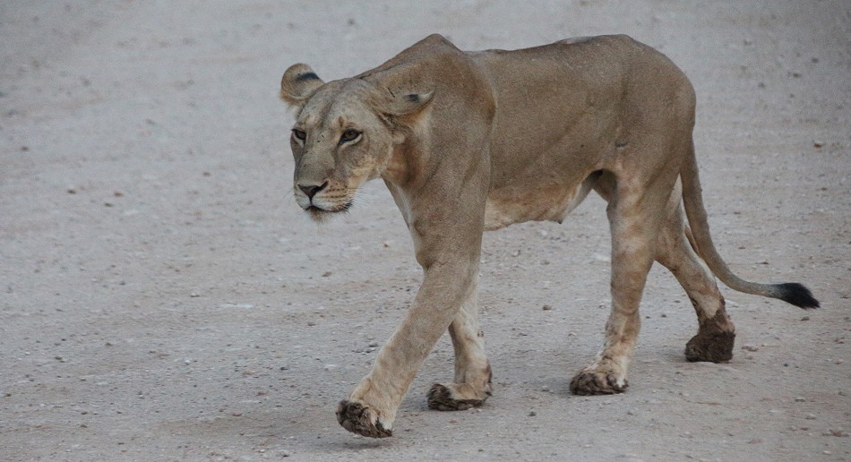 Löwen im Samburu