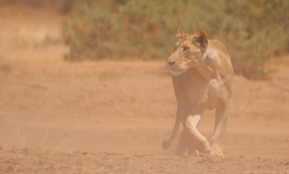 Löwen jagen Giraffen - Samburu