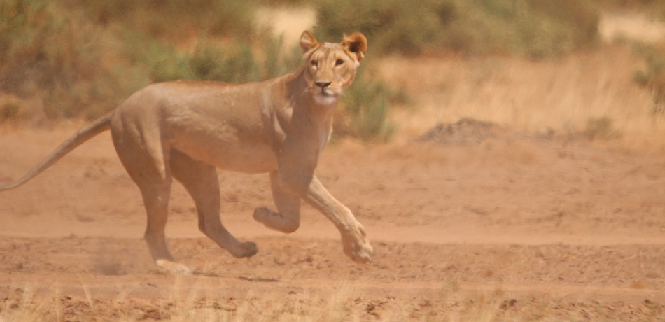 Löwen jagen Giraffen - Samburu