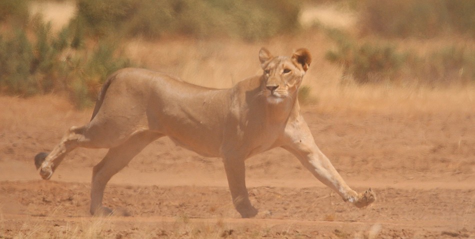Löwen jagen Giraffen - Samburu