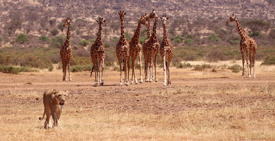 Netzgiraffen werden von Löwen gejagt