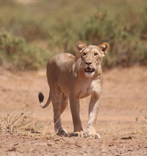 Löwen jagen Giraffen - Samburu