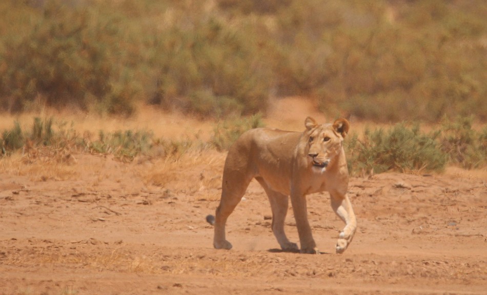 Löwen jagen Giraffen - Samburu