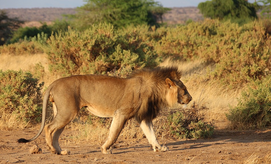 Löwe im Samburu