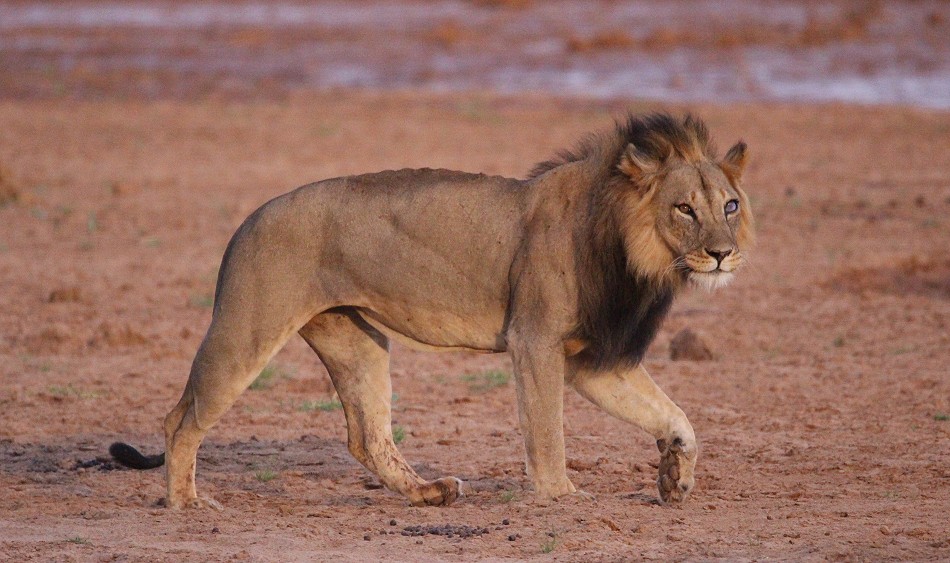 Löwen Männchen am Ewaso Ngiro