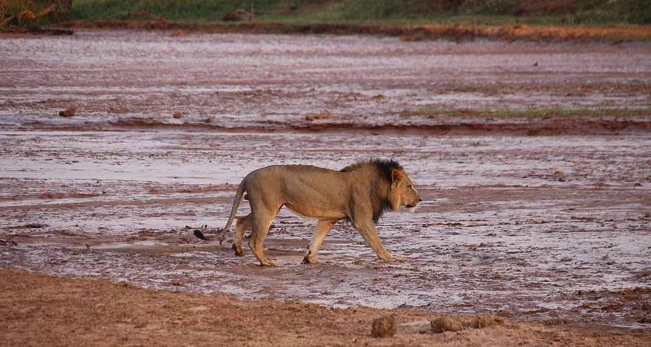Löwen Männchen am Ewaso Ngiro