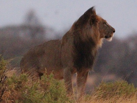 Löwen im Samburu