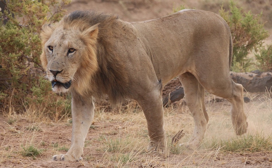 Löwen Männchen am Ewaso Ngiro