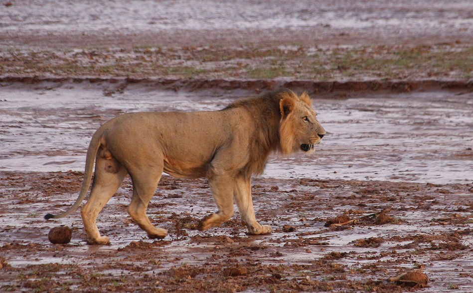 Löwen Männchen am Ewaso Ngiro