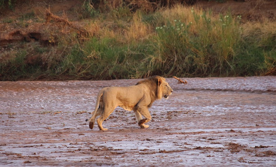 Löwen Männchen am Ewaso Ngiro