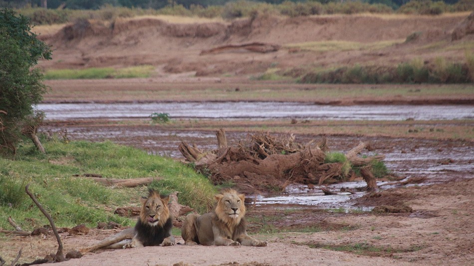 Löwen Männchen am Ewaso Ngiro