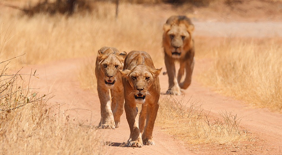 Löwen jagen Giraffen - Samburu