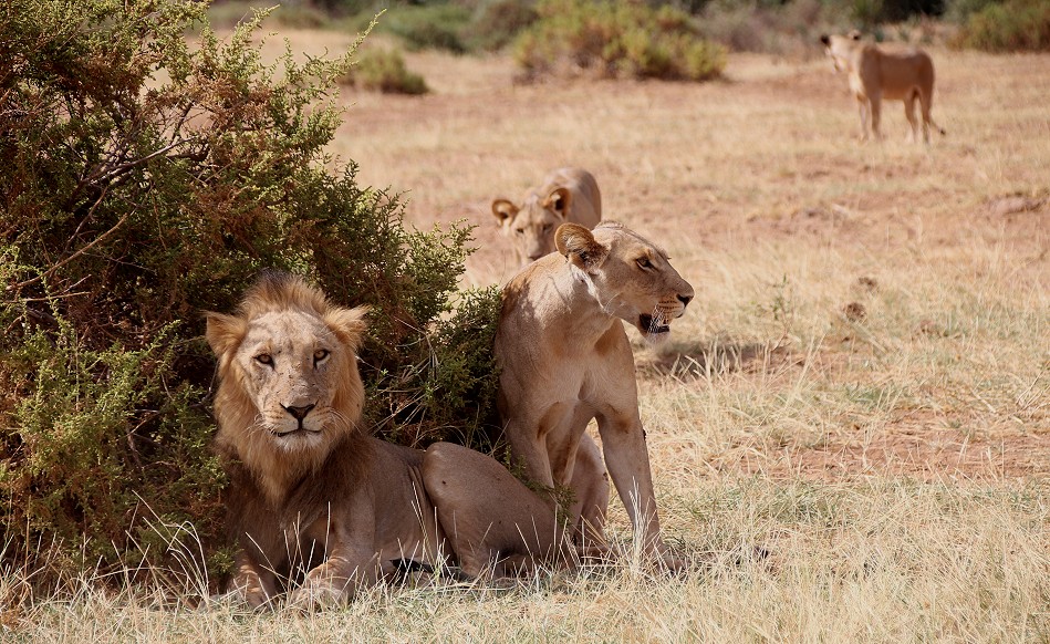 Löwen Rudel überquert den Ewaso Ngiro River im Samburu