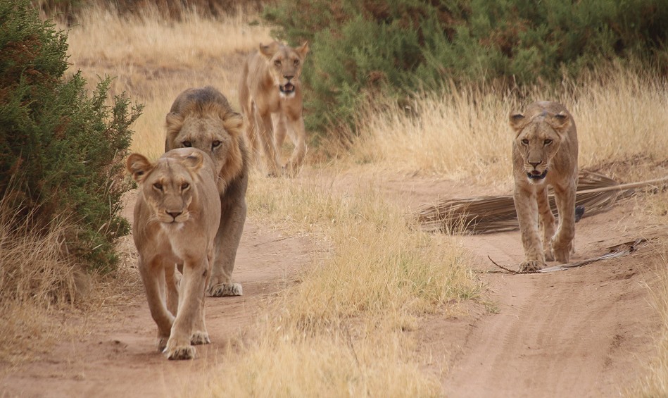 Löwen Rudel überquert den Ewaso Ngiro River im Samburu