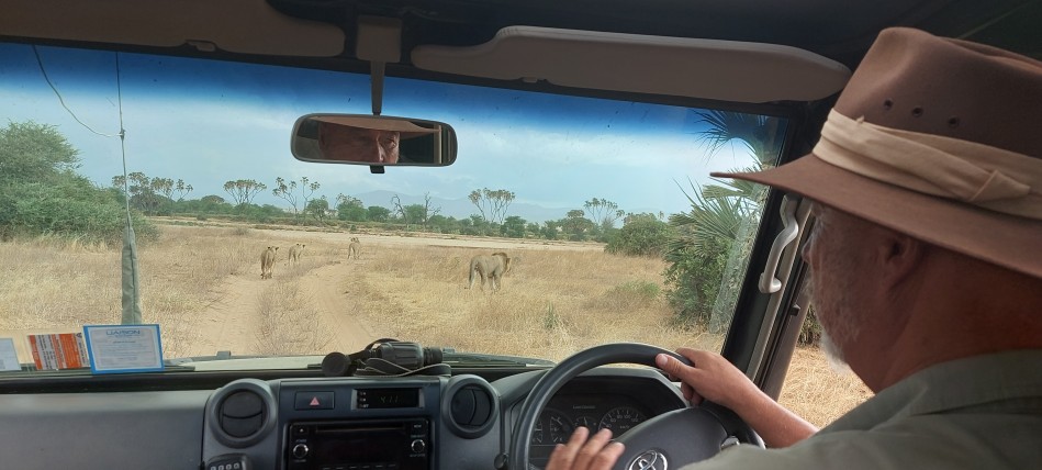 Löwen Rudel überquert den Ewaso Ngiro River im Samburu