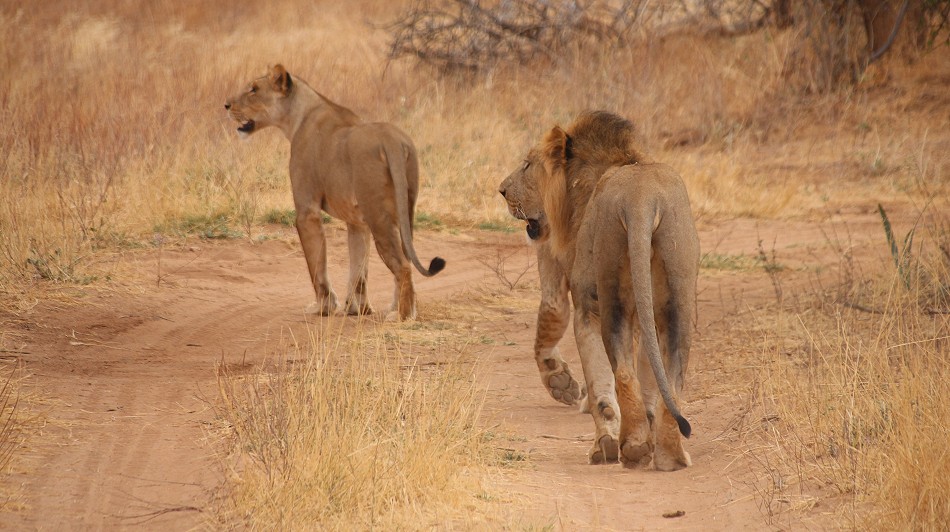 Löwen Rudel überquert den Ewaso Ngiro River im Samburu