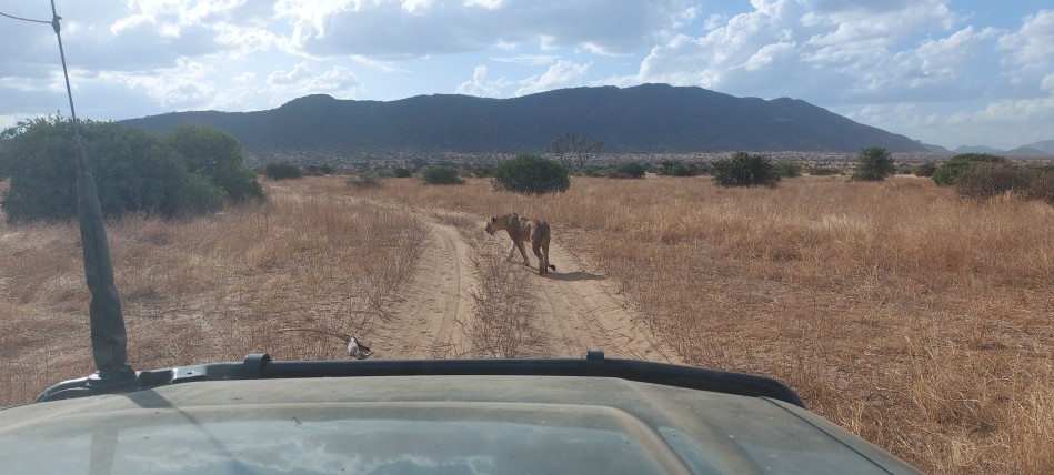 Löwen Rudel überquert den Ewaso Ngiro River im Samburu