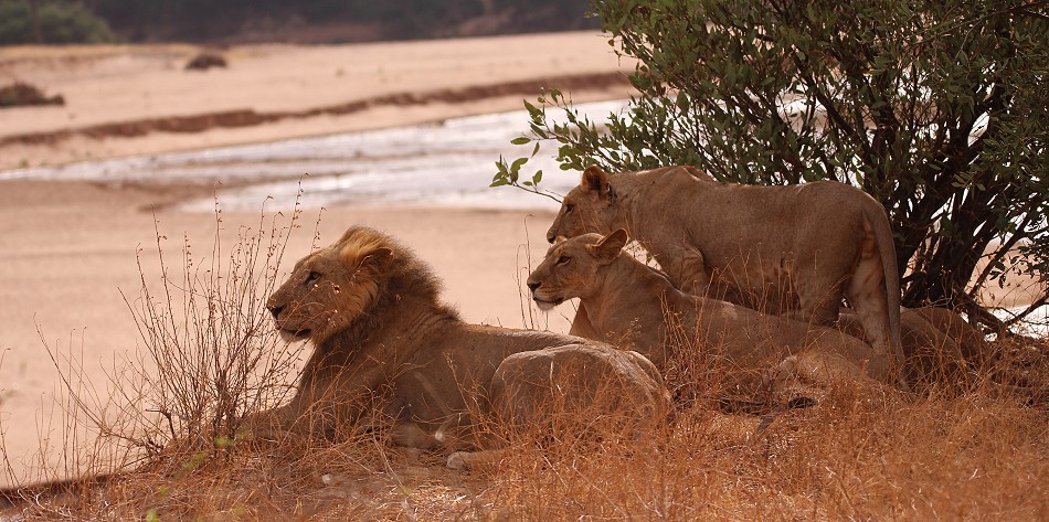 Löwen Rudel überquert den Ewaso Ngiro River im Samburu
