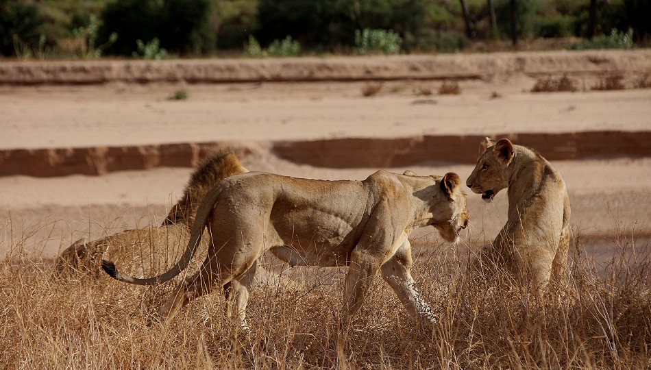 Löwen Rudel überquert den Ewaso Ngiro River im Samburu