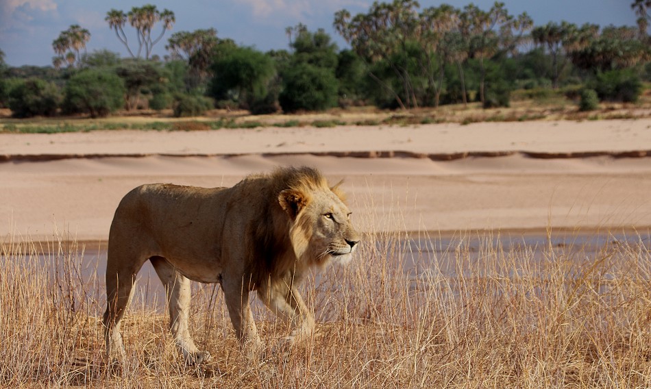 Löwen Rudel überquert den Ewaso Ngiro River im Samburu