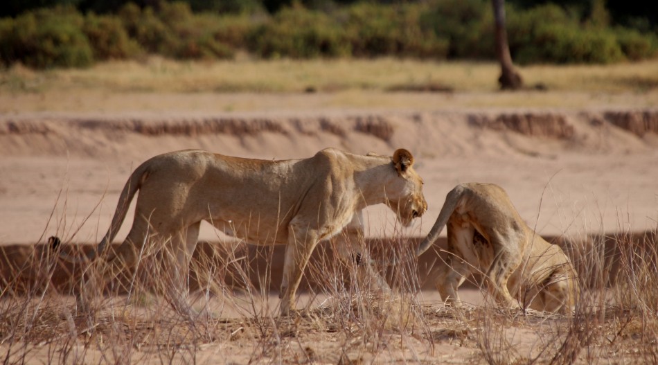 Löwen Rudel überquert den Ewaso Ngiro River im Samburu