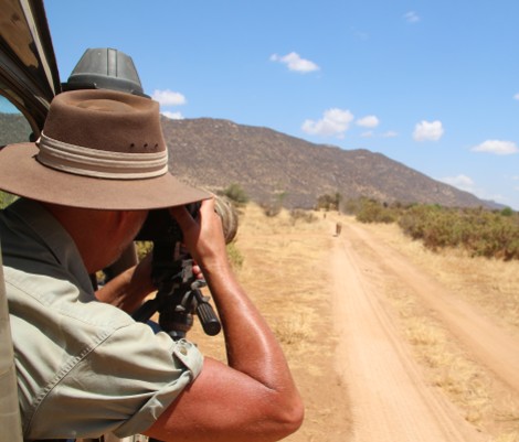 Löwen jagen Giraffen - Samburu